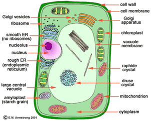 Does a plant cell have cytoplasm?